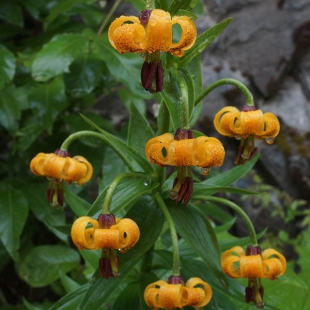 Lilium ponticum  @North-east Turkey